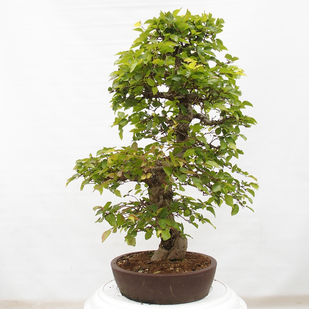 Outdoor bonsai -Carpinus CARPINOIDES - Korean hornbeam