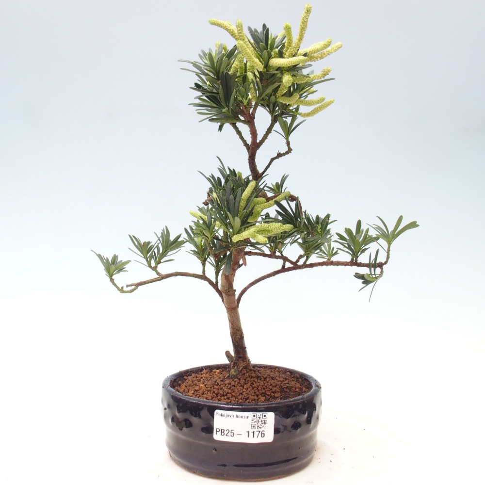 Indoor bonsai - Podocarpus - Stone thous