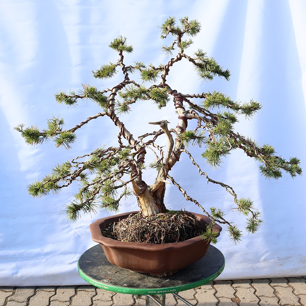 Pinus sylvestris Spain - Scots pine