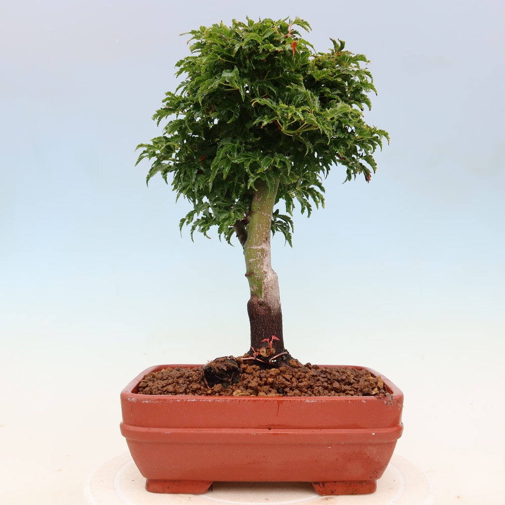 Outdoor bonsai -Javor palm Acer palmatum Shishigashira
