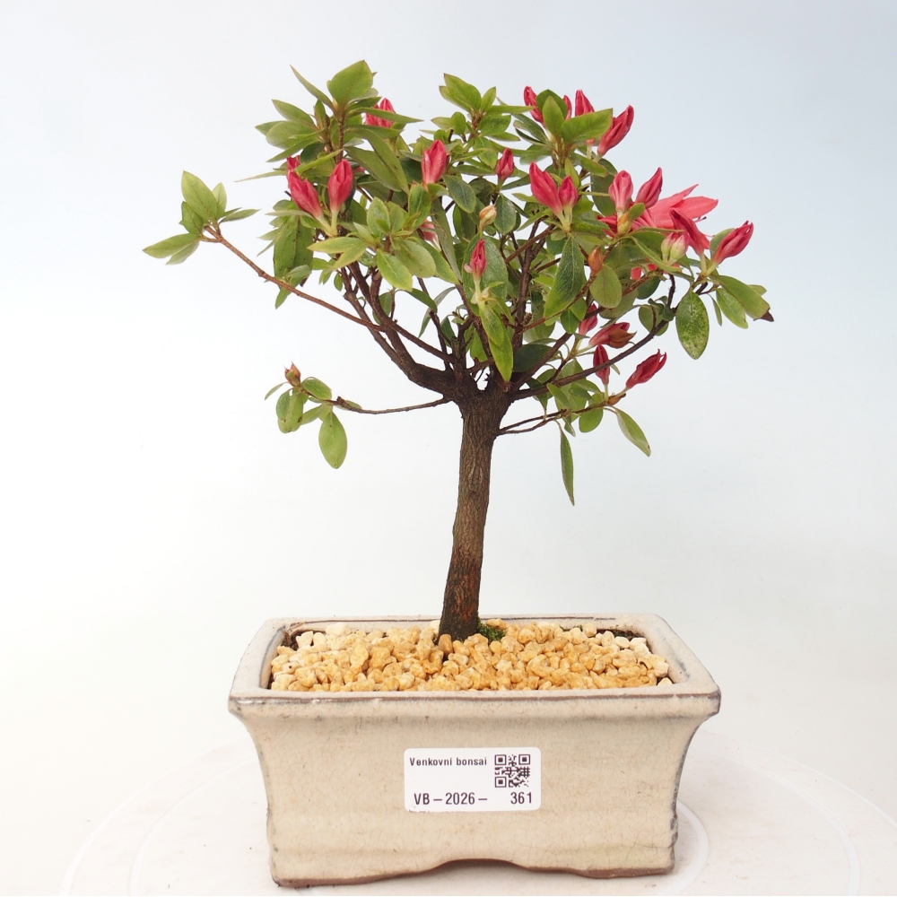 Outdoor bonsai - Japanese azalea - Azalea sp.