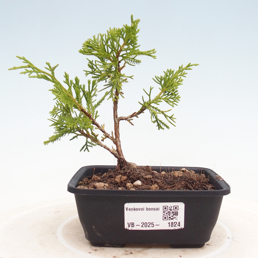 Outdoor bonsai - Juniperus chinensis Itoigawa - Chinese juniper