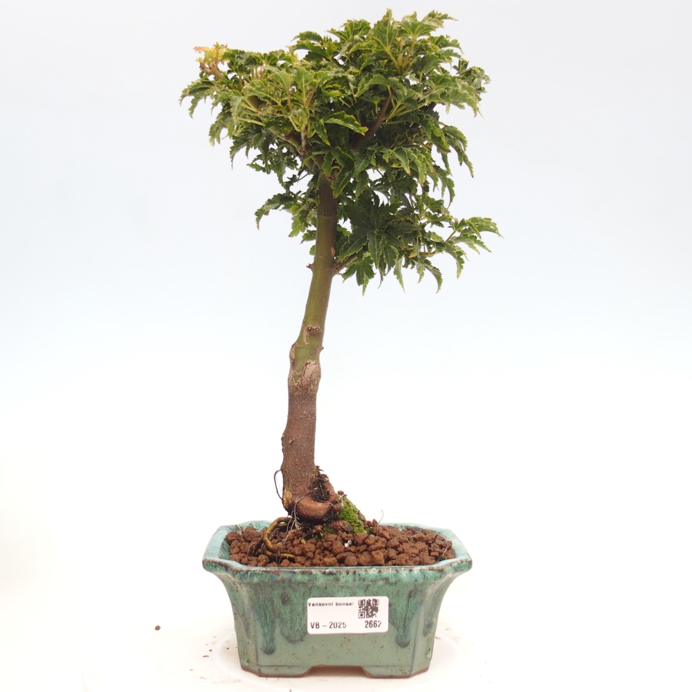 Outdoor bonsai - Acer palmatum Shishigashira maple