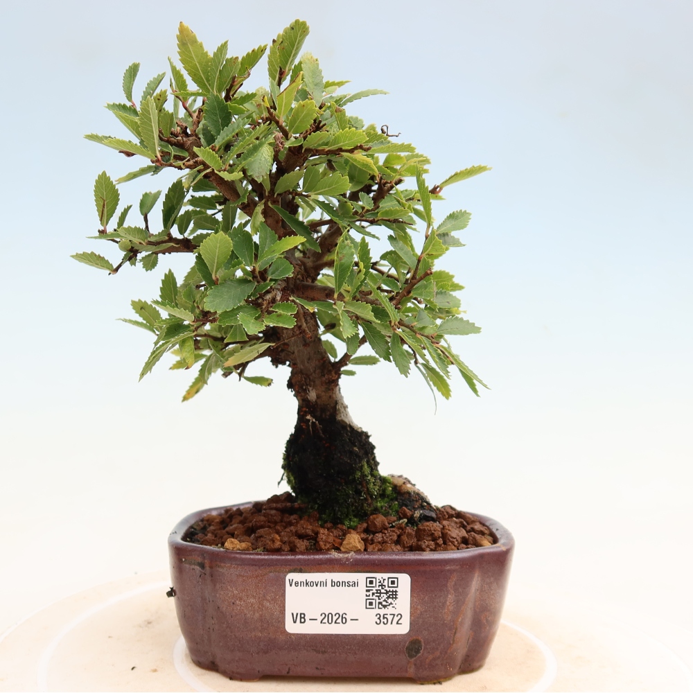Outdoor bonsai - Zelkova - Zelkova NIRE