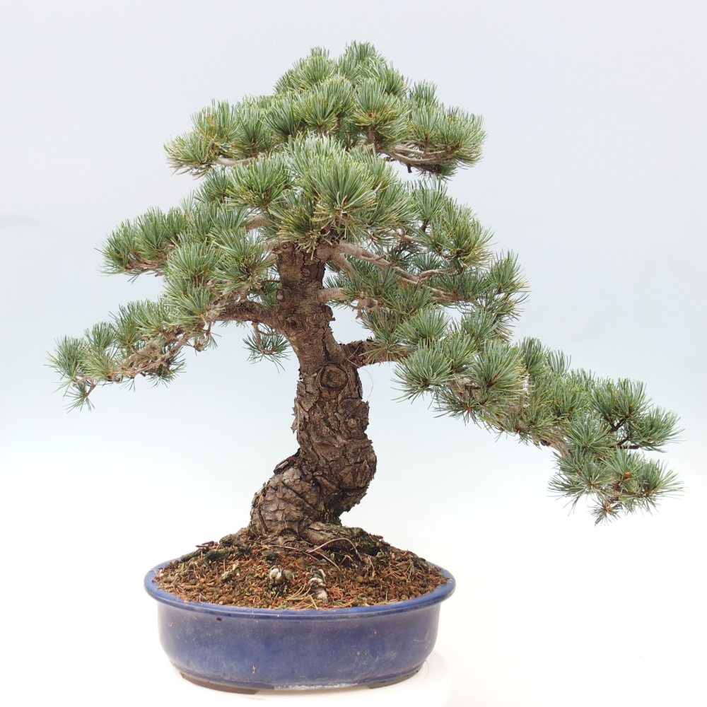 Outdoor bonsai - Pinus parviflora - Small pine tree