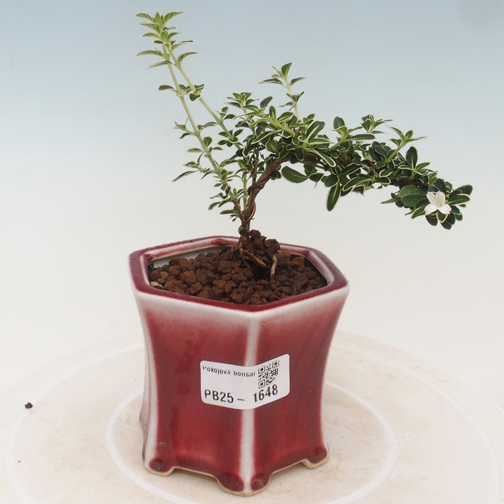 Indoor bonsai - Serissa foetida Variegata - Tree of a thousand stars