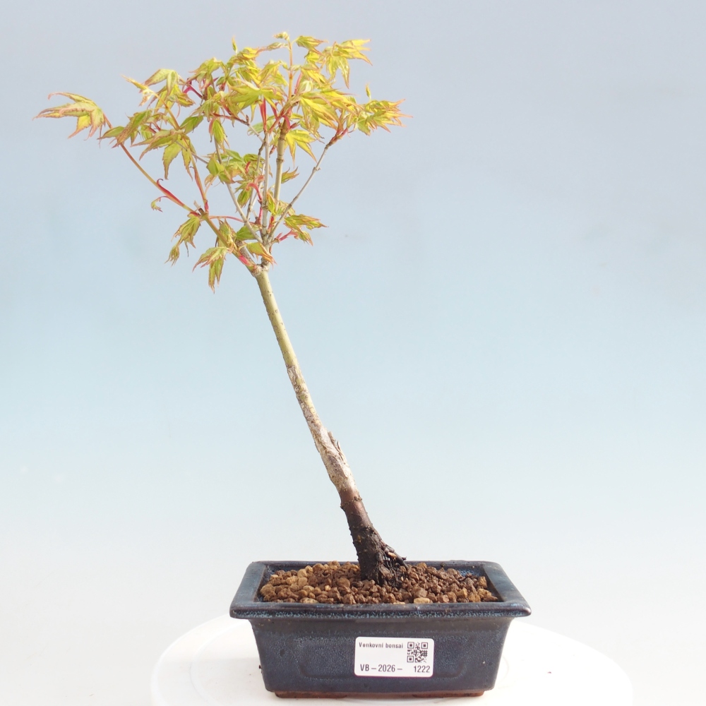 Acer palmatum Aureum - Golden Maple