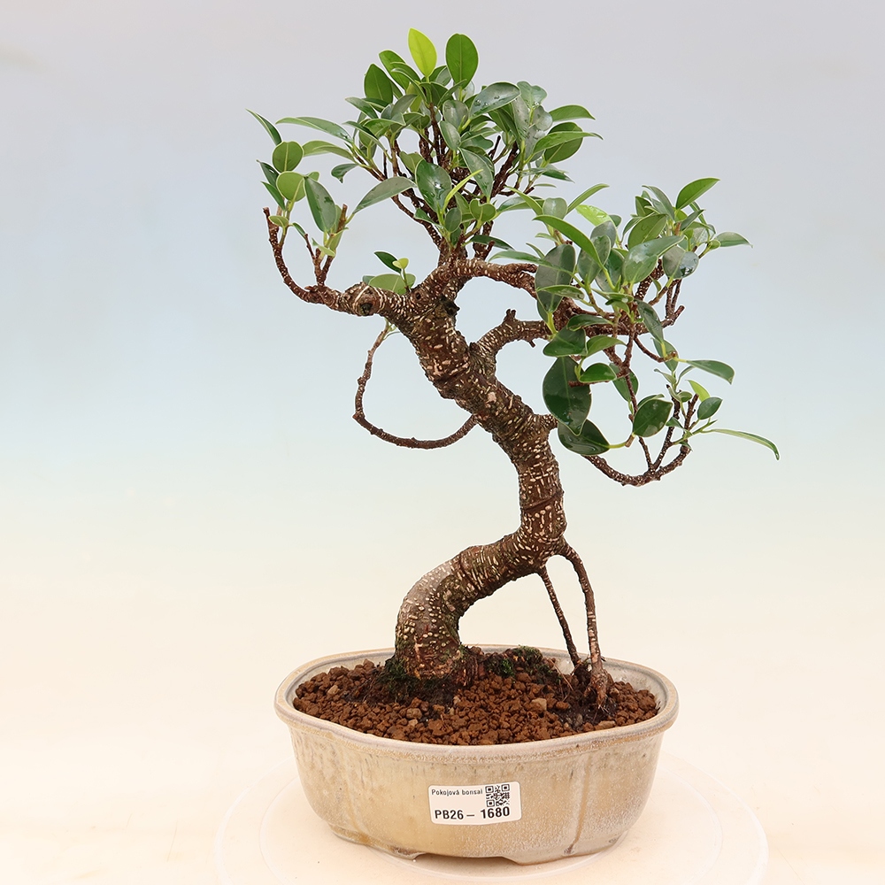 Room bonsai - Ficus retusa - small-leaved ficus