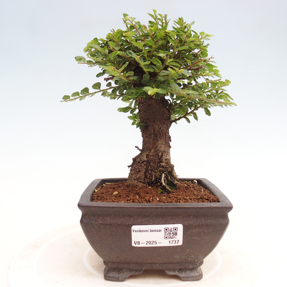 Outdoor bonsai - Ulmus parvifolia Hokkaido - Chinese elm