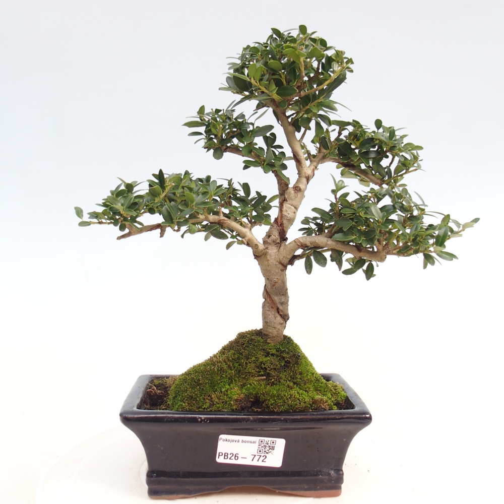 Room bonsai - Ilex crenata - Holly