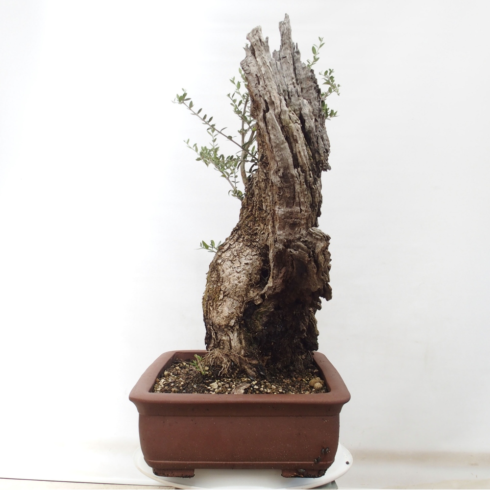Indoor bonsai - Olea europaea sylvestris - European small-leaved olive oil
