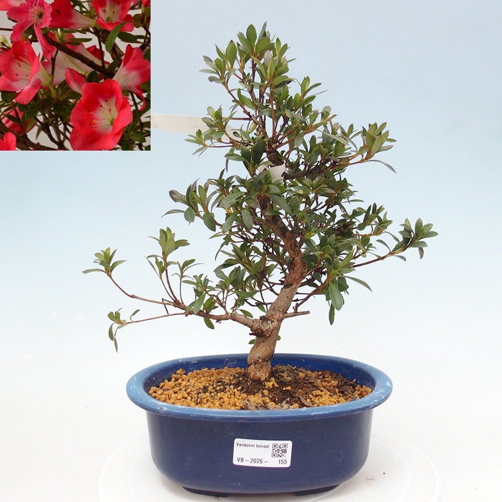Outdoor bonsai - Japanese Azalea - Azalea Beniko