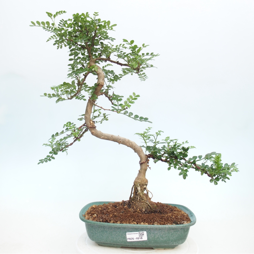 Room bonsai - Zantoxylum piperitum - pepper tree