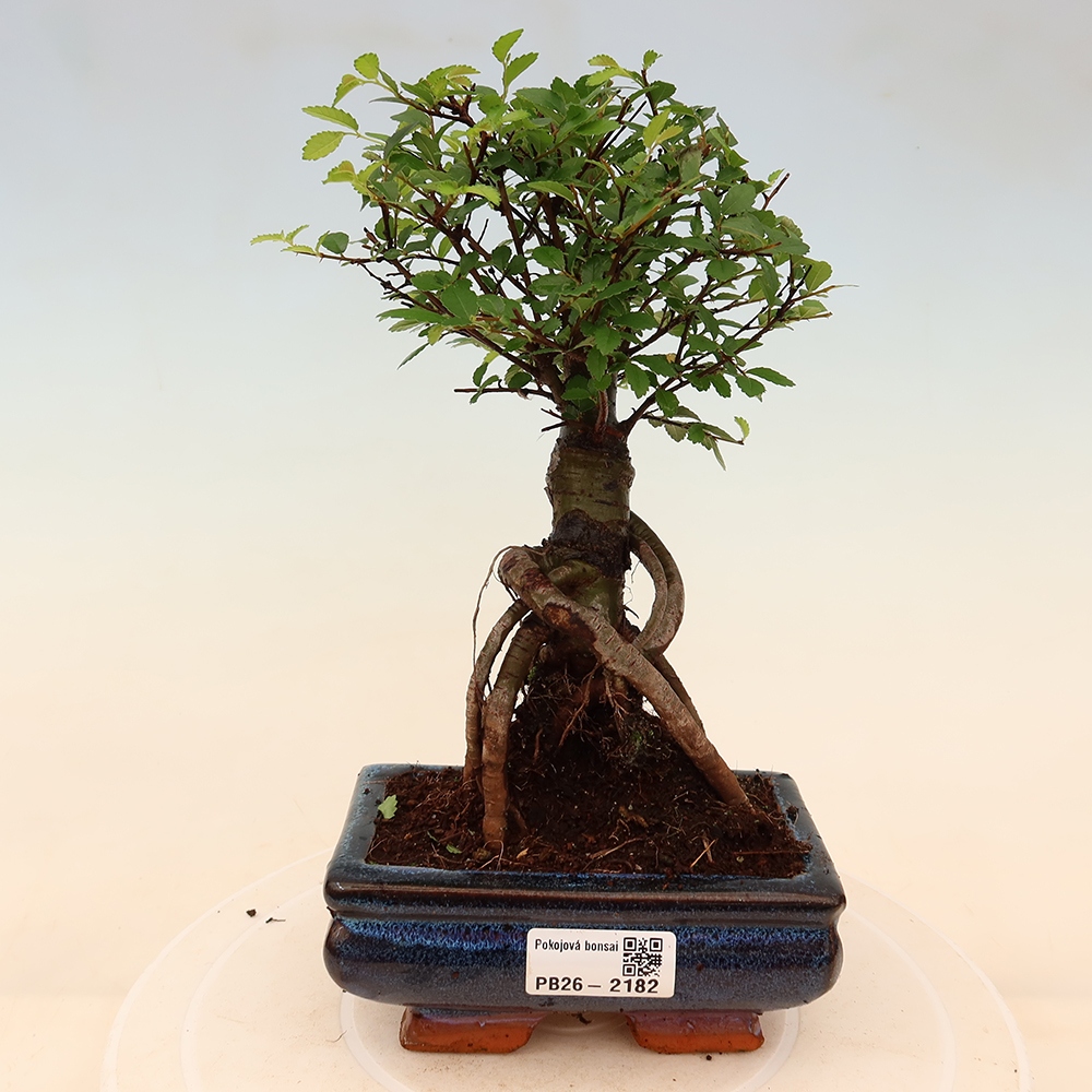 Room bonsai - Ulmus parvifolia - Small-leaved elm