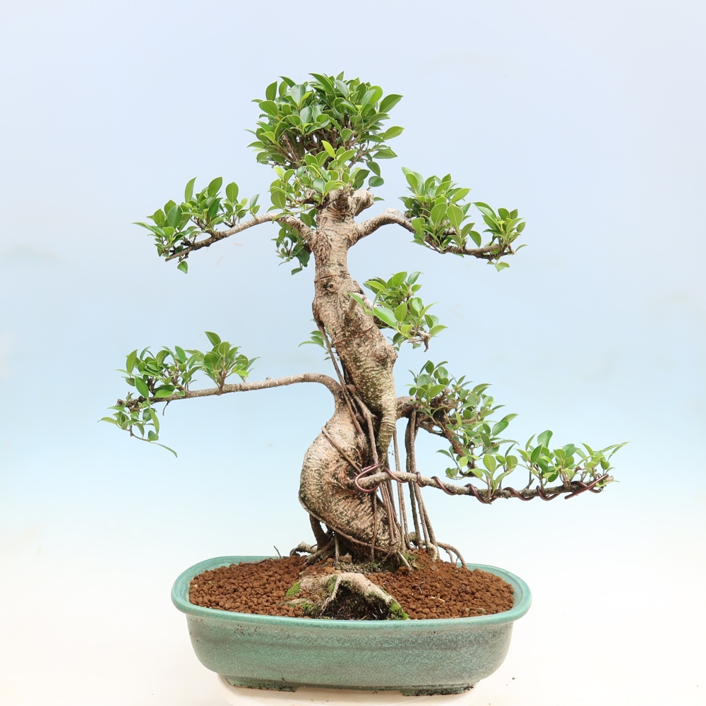 Room bonsai - Ficus kimmen - small-leaved ficus