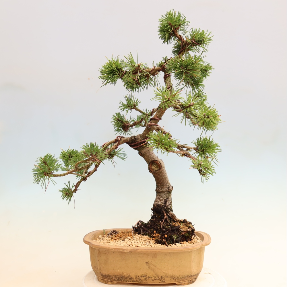 Outdoor Bonsai - Pinus mugo Humpy  - Mountain Pine