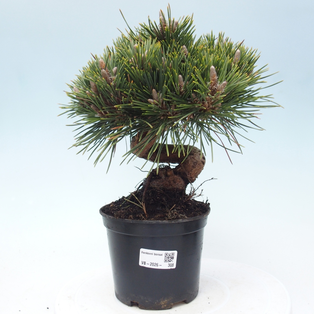 Outdoor bonsai - Pinus thunbergii senjyumaru - Thunberg pine