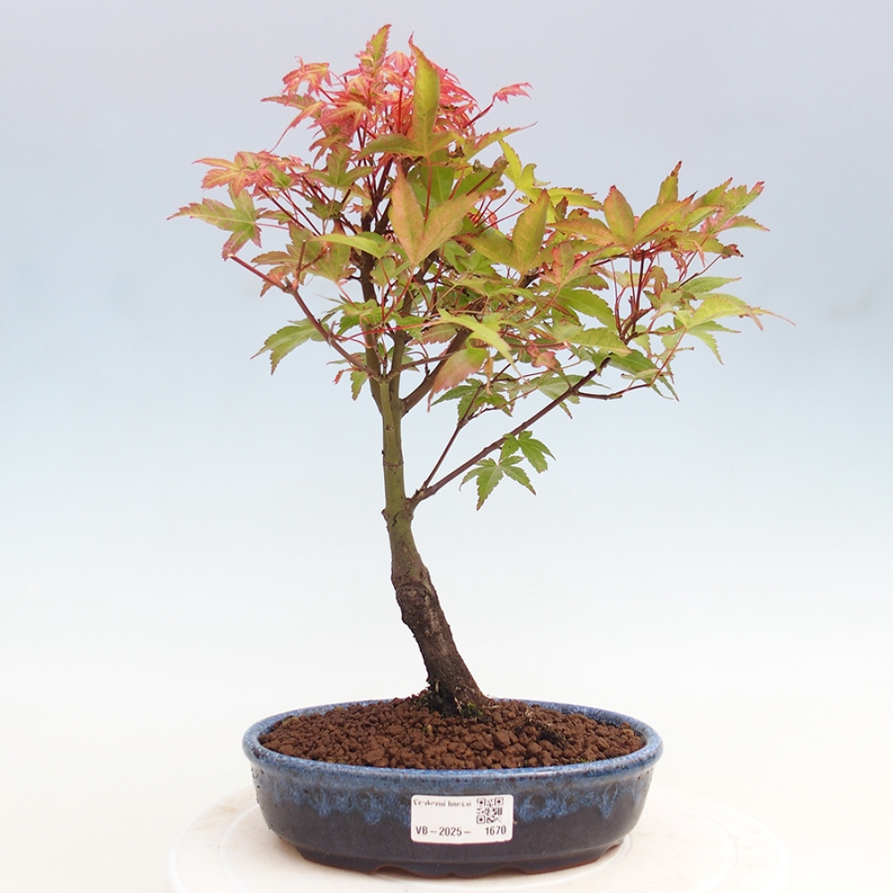 Maple - Acer palmatum Beni Tsukasa