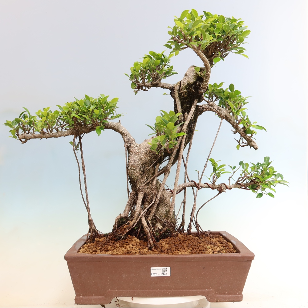 Room bonsai - Ficus kimmen - small-leaved ficus