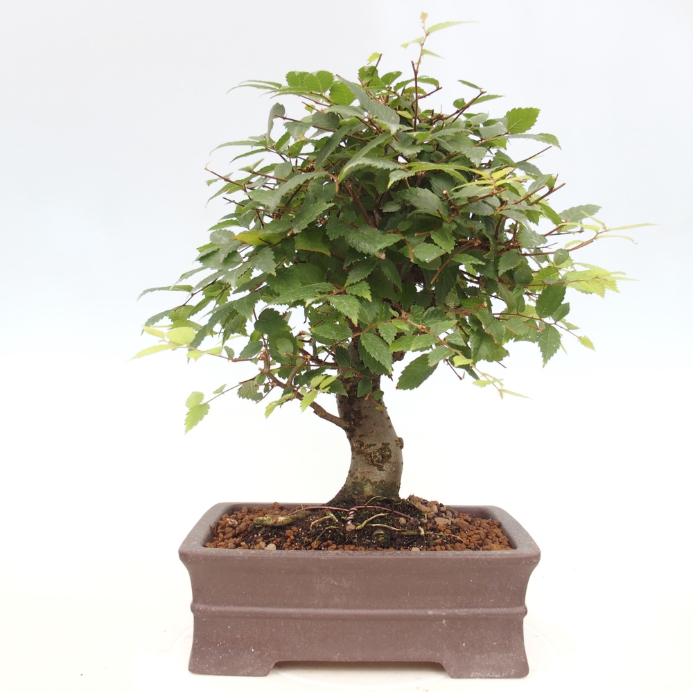 Outdoor bonsai - Zelkova - Zelkova serrata