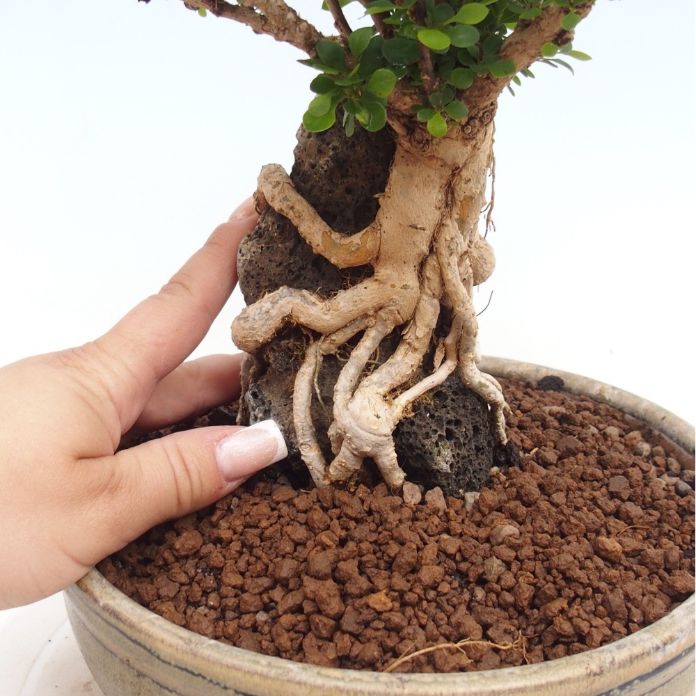 Outdoor bonsai - Berberis coreana