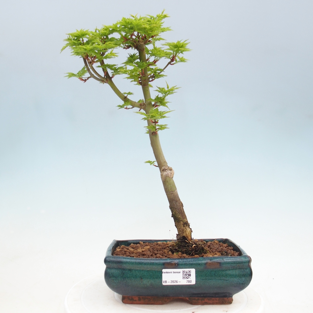Outdoor bonsai -Javor palm Acer palmatum Shishigashira