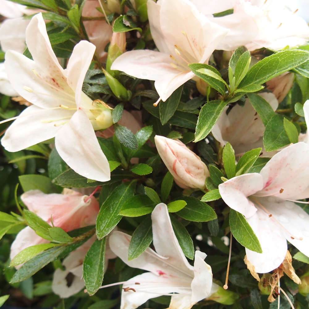 Outdoor bonsai - Japanese azalea - Azalea Nikko