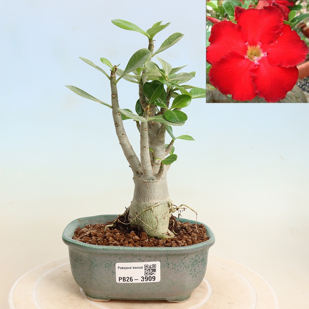 Indoor Bonsai - Adenium obesum Red Star - Desert Rose