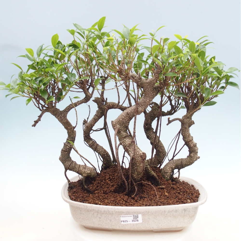 Room bonsai - Ficus kimmen - small-leaved ficus