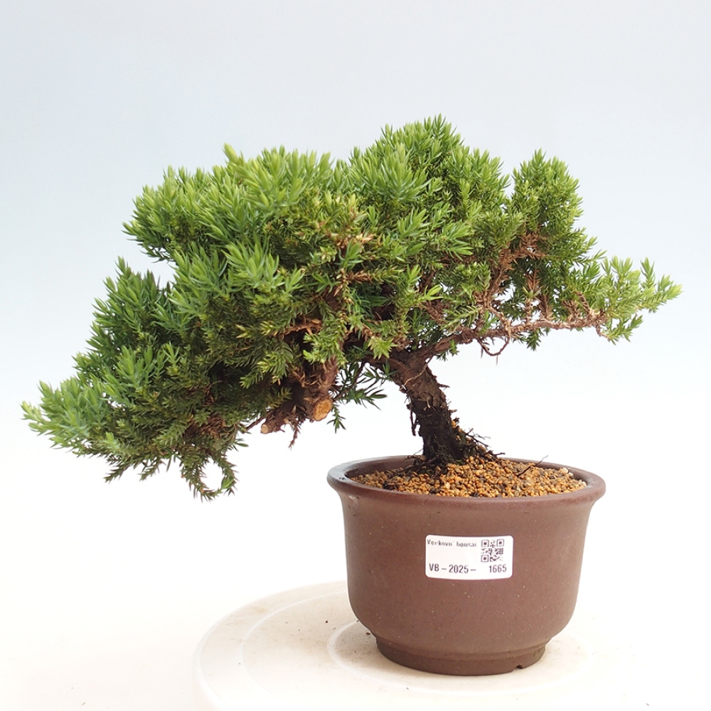 Outdoor bonsai - Juniperus procumbens - Prostrate Juniper