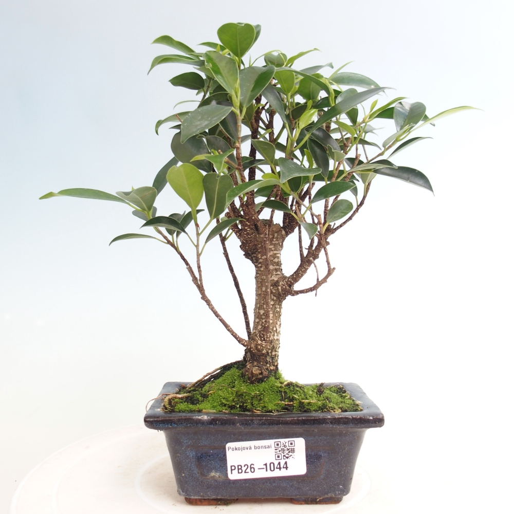 Room bonsai Ficus retusa kimmen