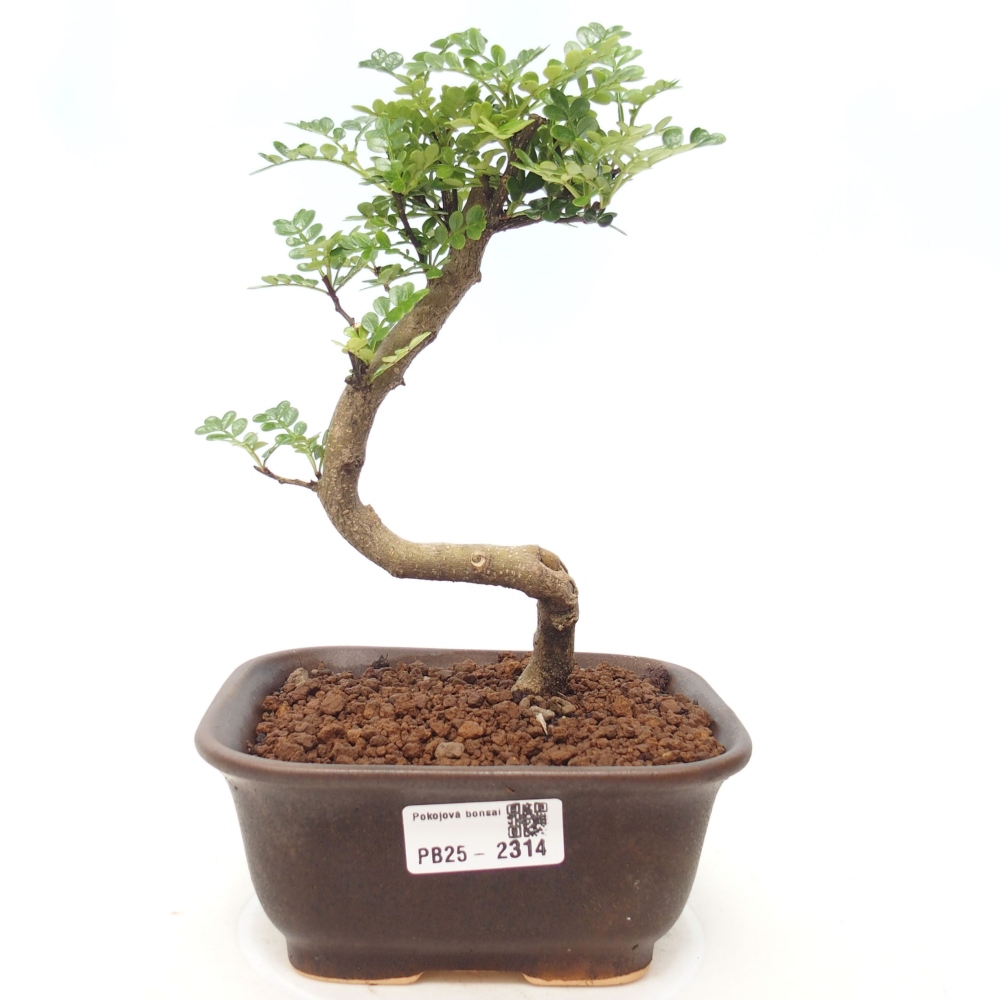 Indoor bonsai - Zantoxylum piperitum - Peppermint