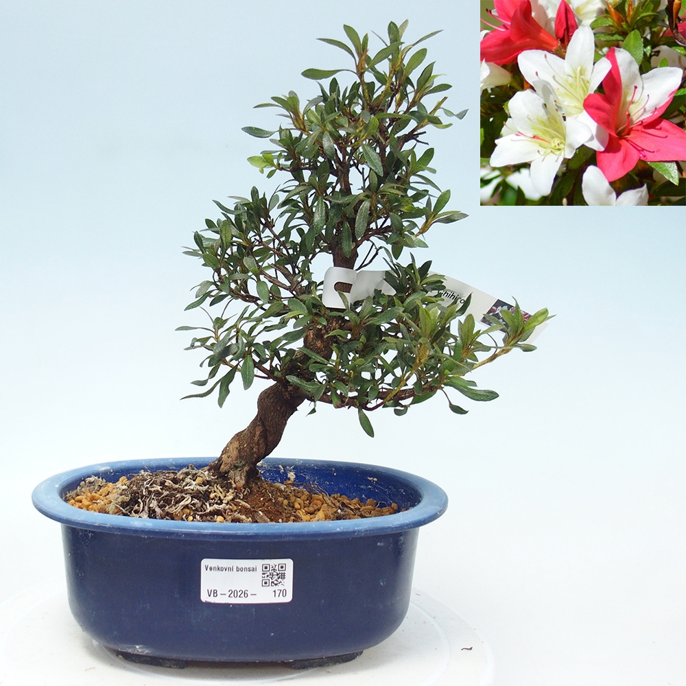 Outdoor bonsai - Japanese azalea - Azalea CHIHIRO
