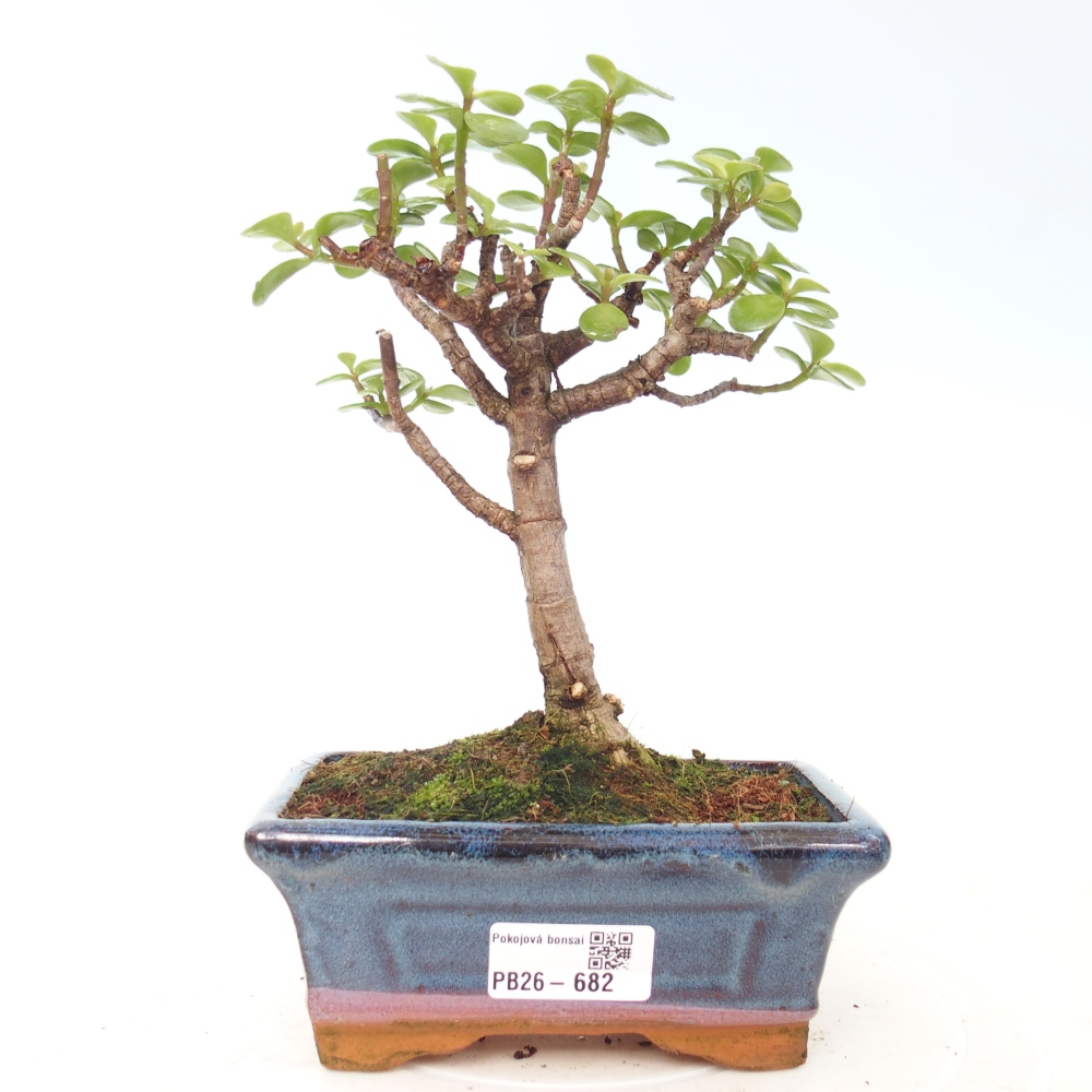 Room bonsai - Portulakaria Afra - Tlustice
