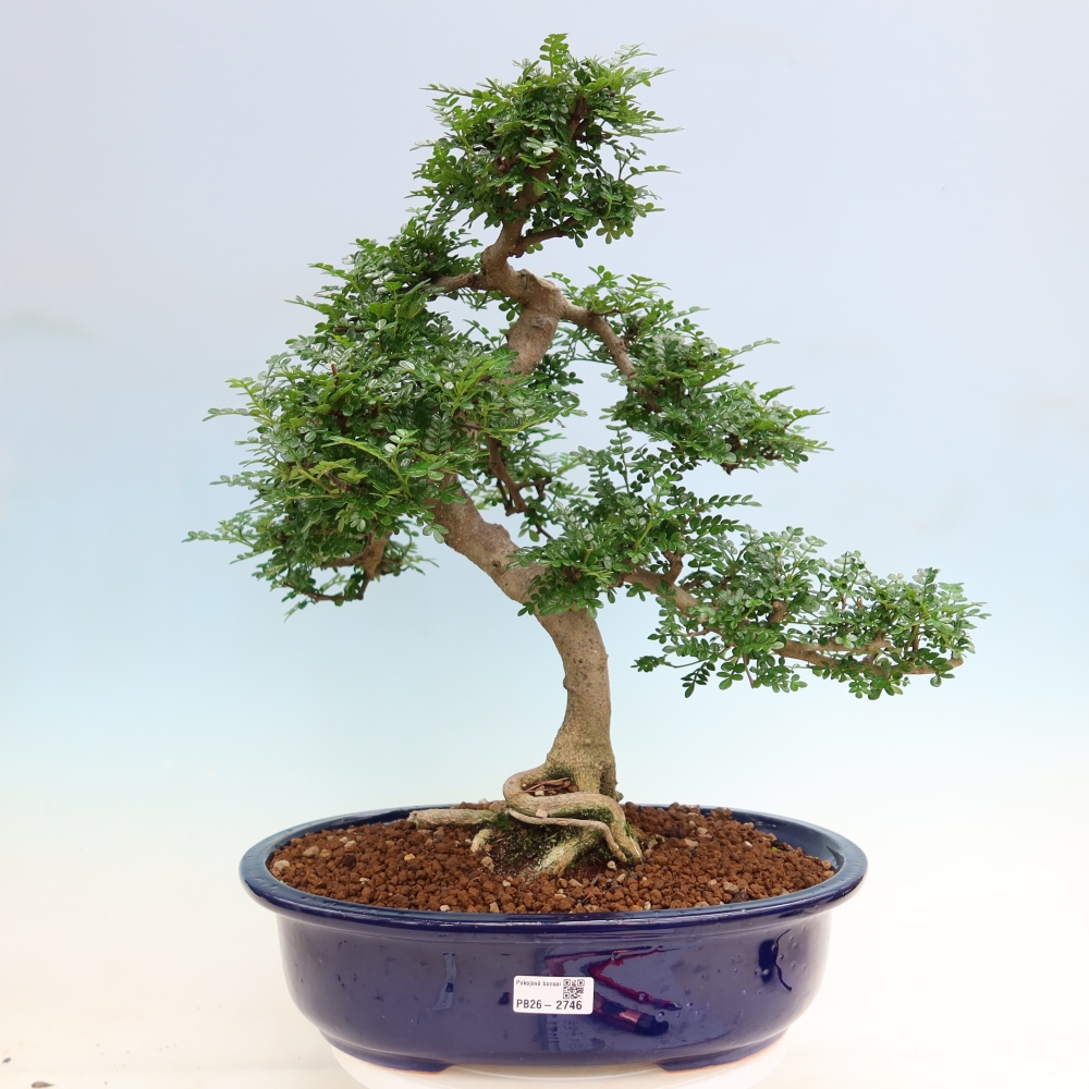 Room bonsai - Zantoxylum piperitum - pepper tree