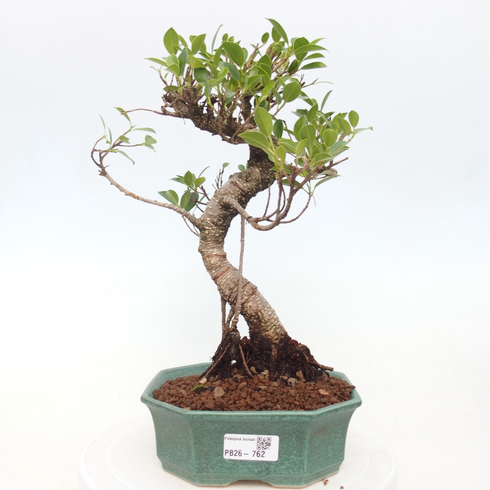 Room bonsai - Ficus retusa - small-leaved ficus