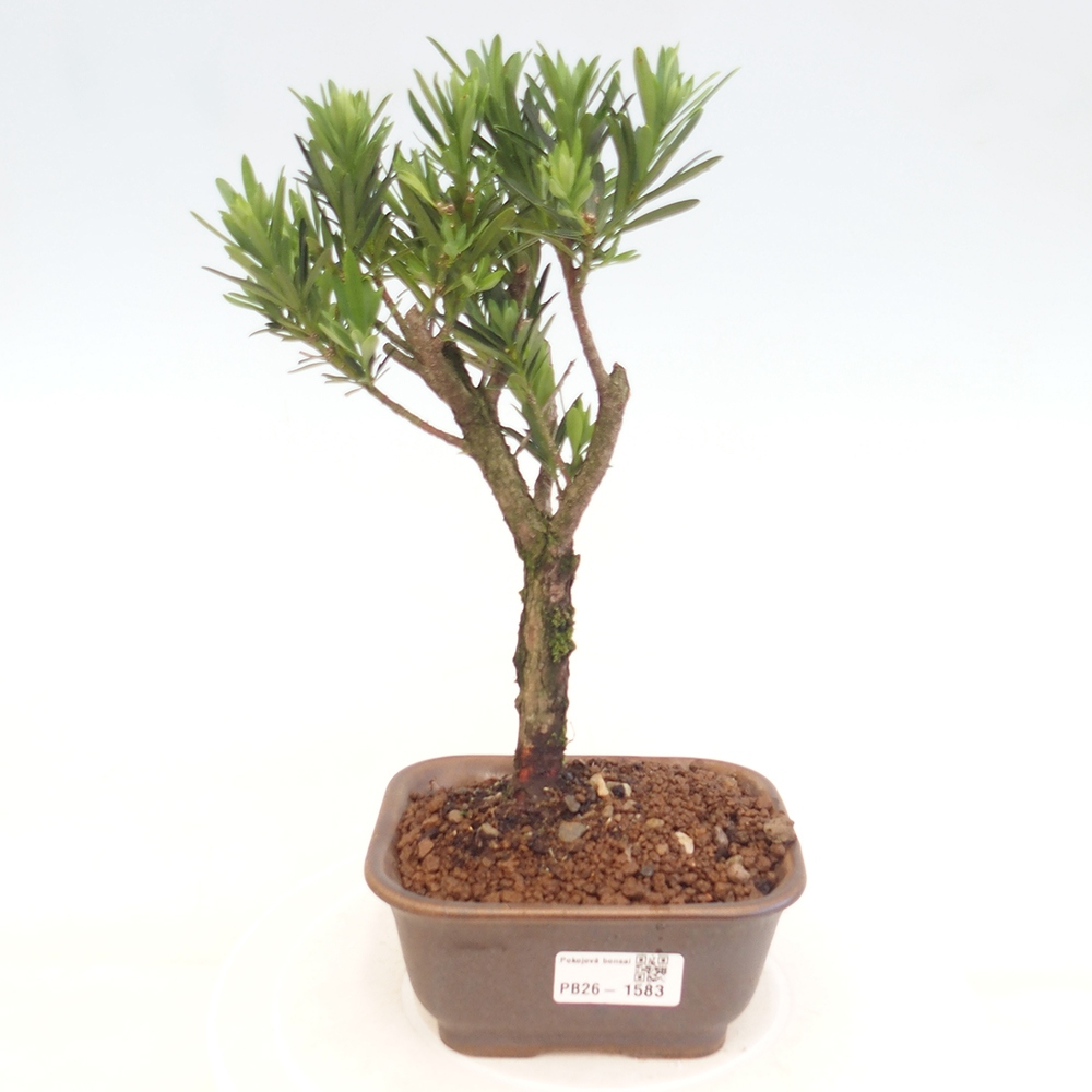 Room bonsai - Podocarpus - Stone Yew