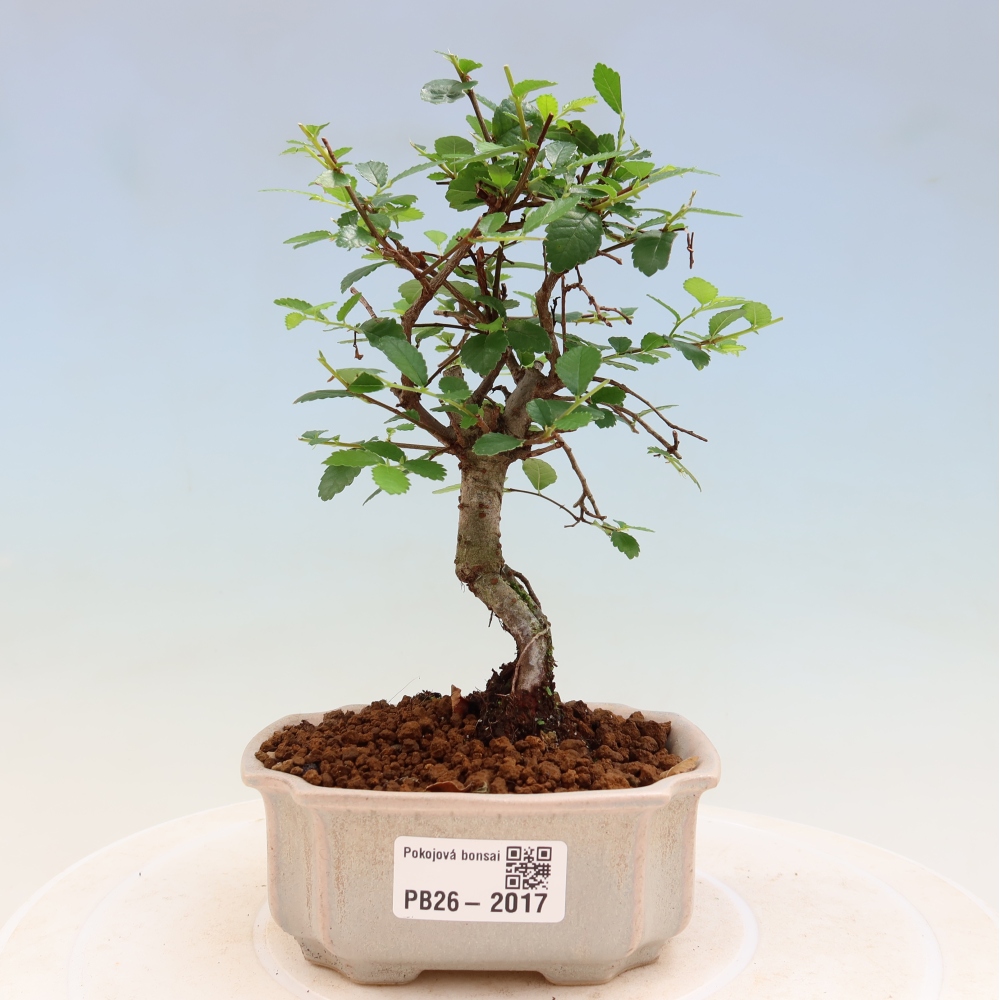 Room bonsai - Ulmus parvifolia - Small-leaved elm