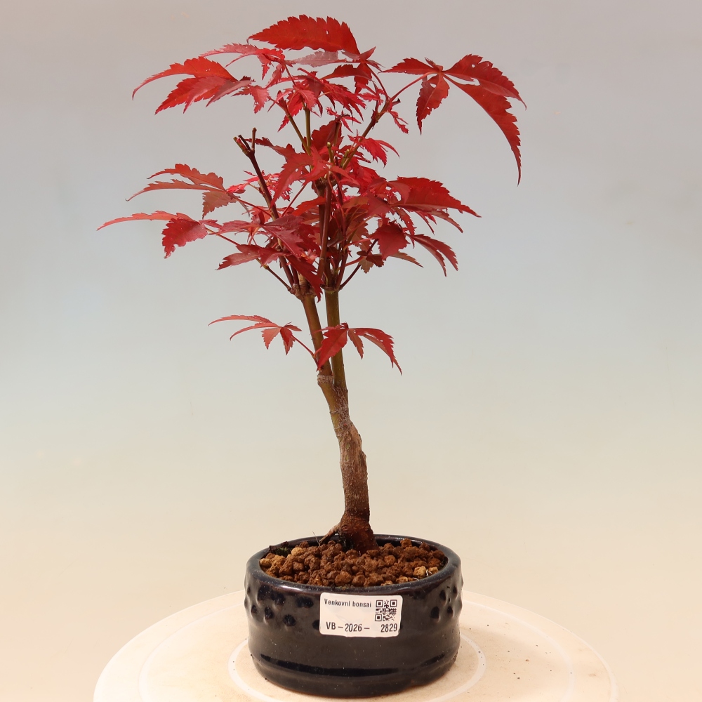 Outdoor bonsai - Acer palm. Atropurpureum-Javor palmate