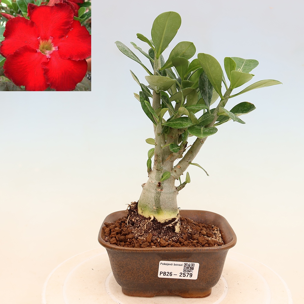 Indoor Bonsai - Adenium obesum Red Star - Desert Rose