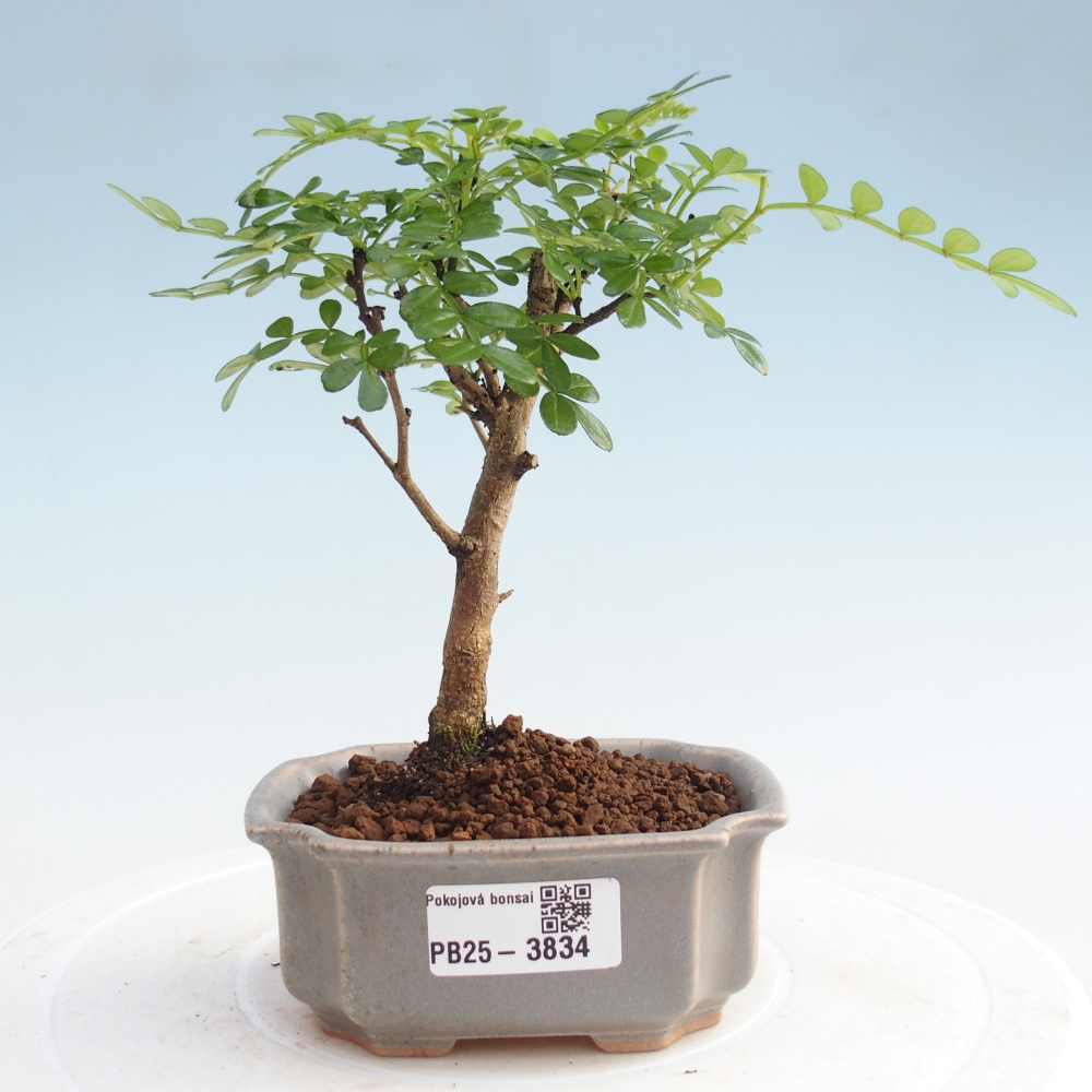 Room bonsai - Zantoxylum piperitum - Pepper tree PB220935