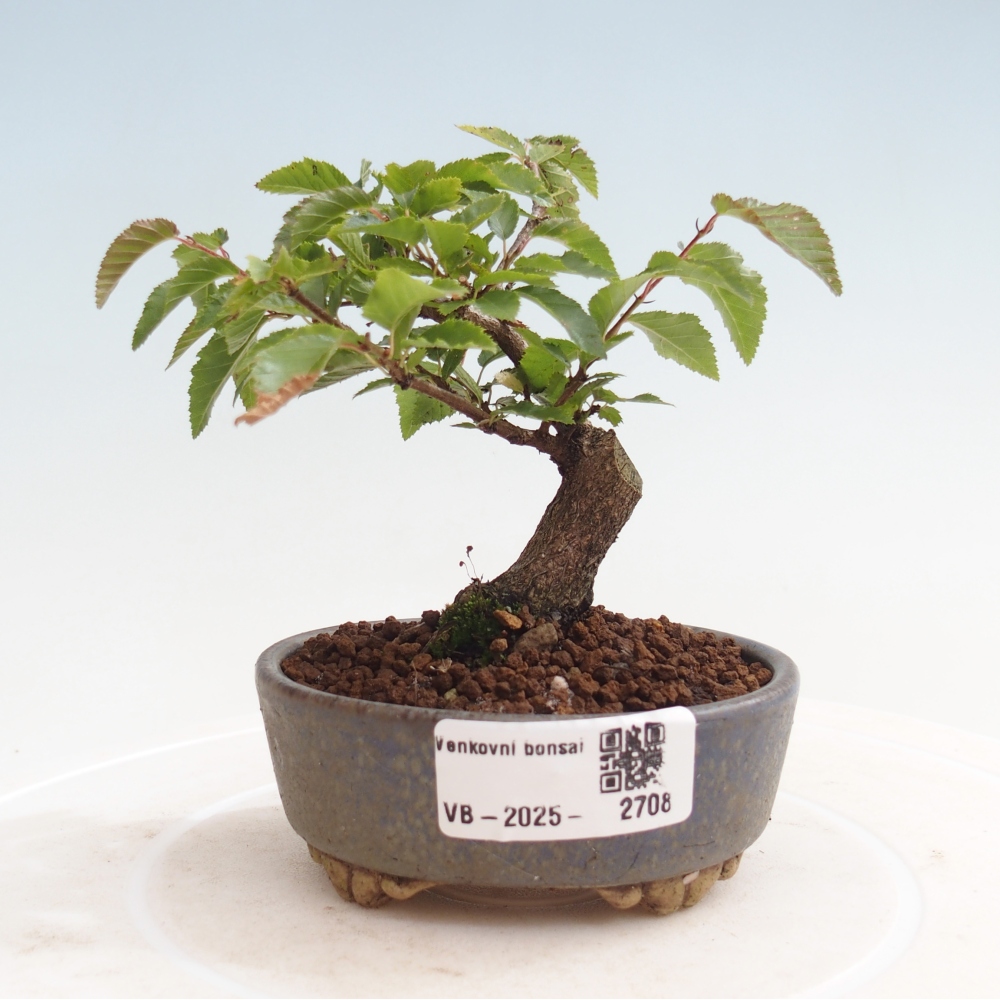Outdoor bonsai -Carpinus CARPINOIDES - Korean Hornbeam