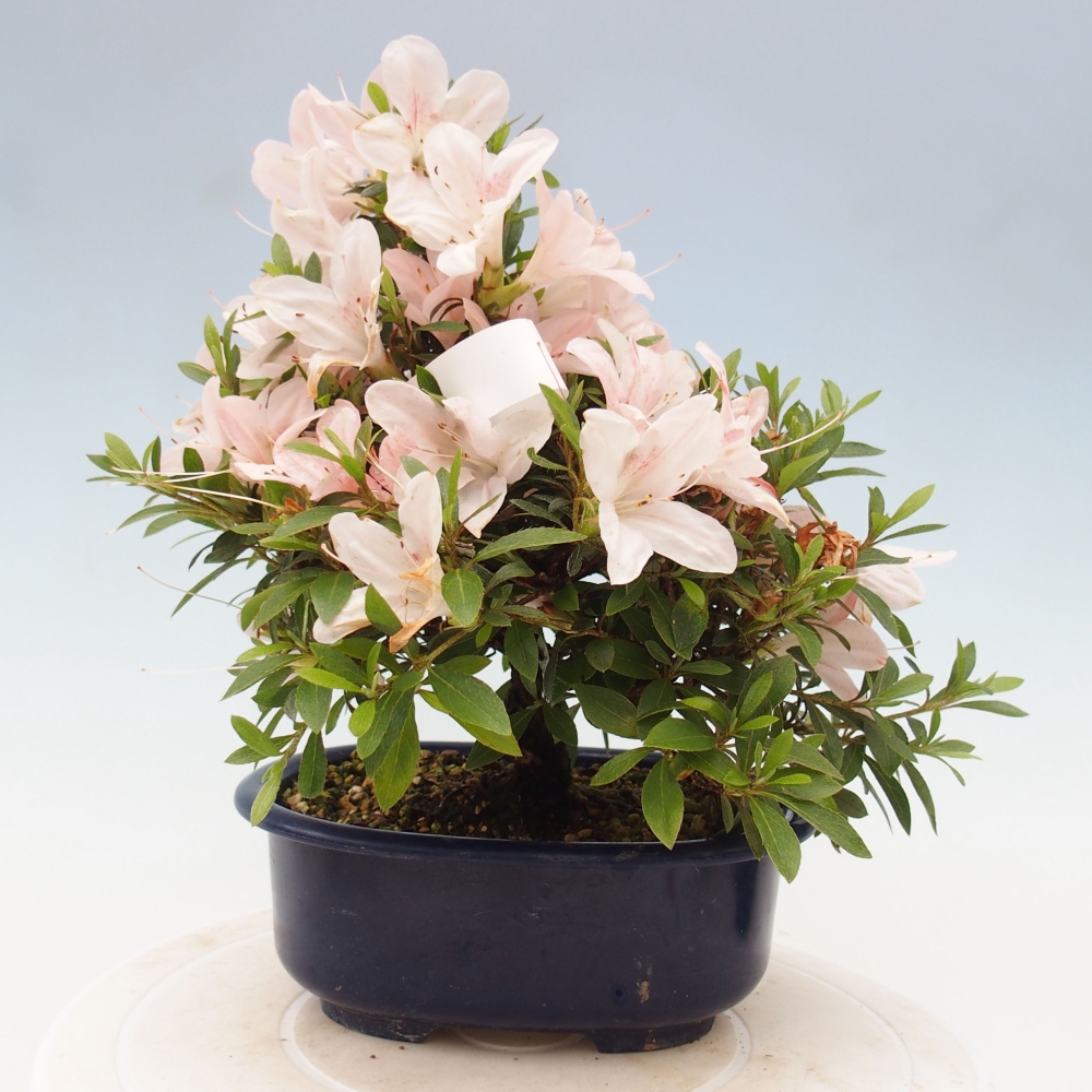 Outdoor bonsai - Japanese azalea - Azalea Nikko