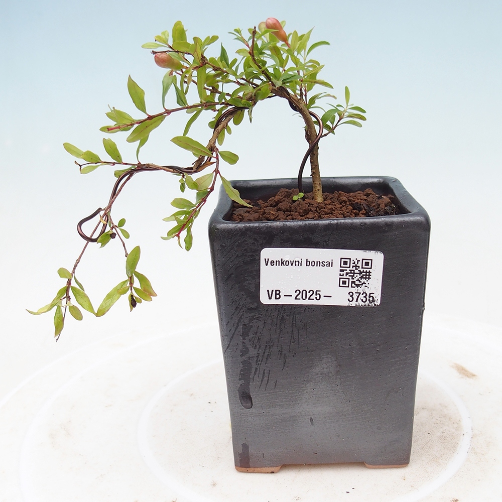 Room bonsai-PUNICA granatum nana-Pomegranate