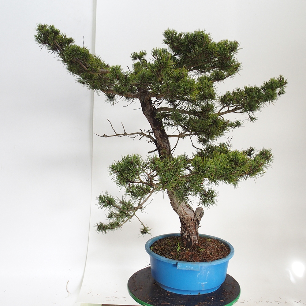 Yamadori - Pinus sylvestris Spain