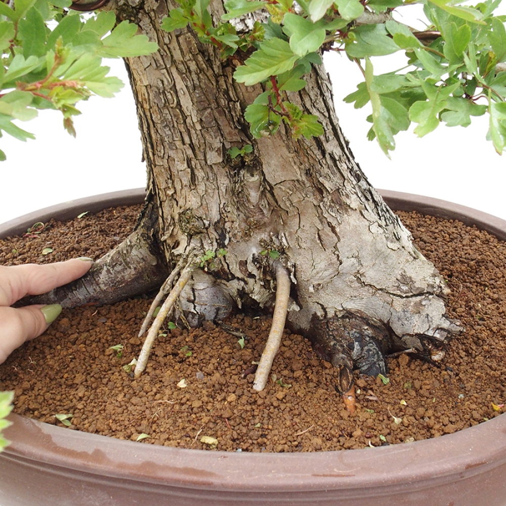 Outdoor bonsai - Hawthorn - Crataegus monogyna