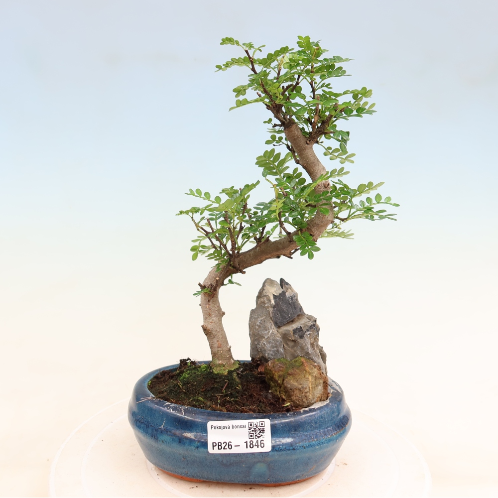 Room bonsai - Zantoxylum piperitum - pepper tree