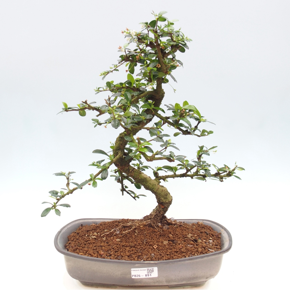 Room bonsai - Carmona macrophylla - Tea fuki