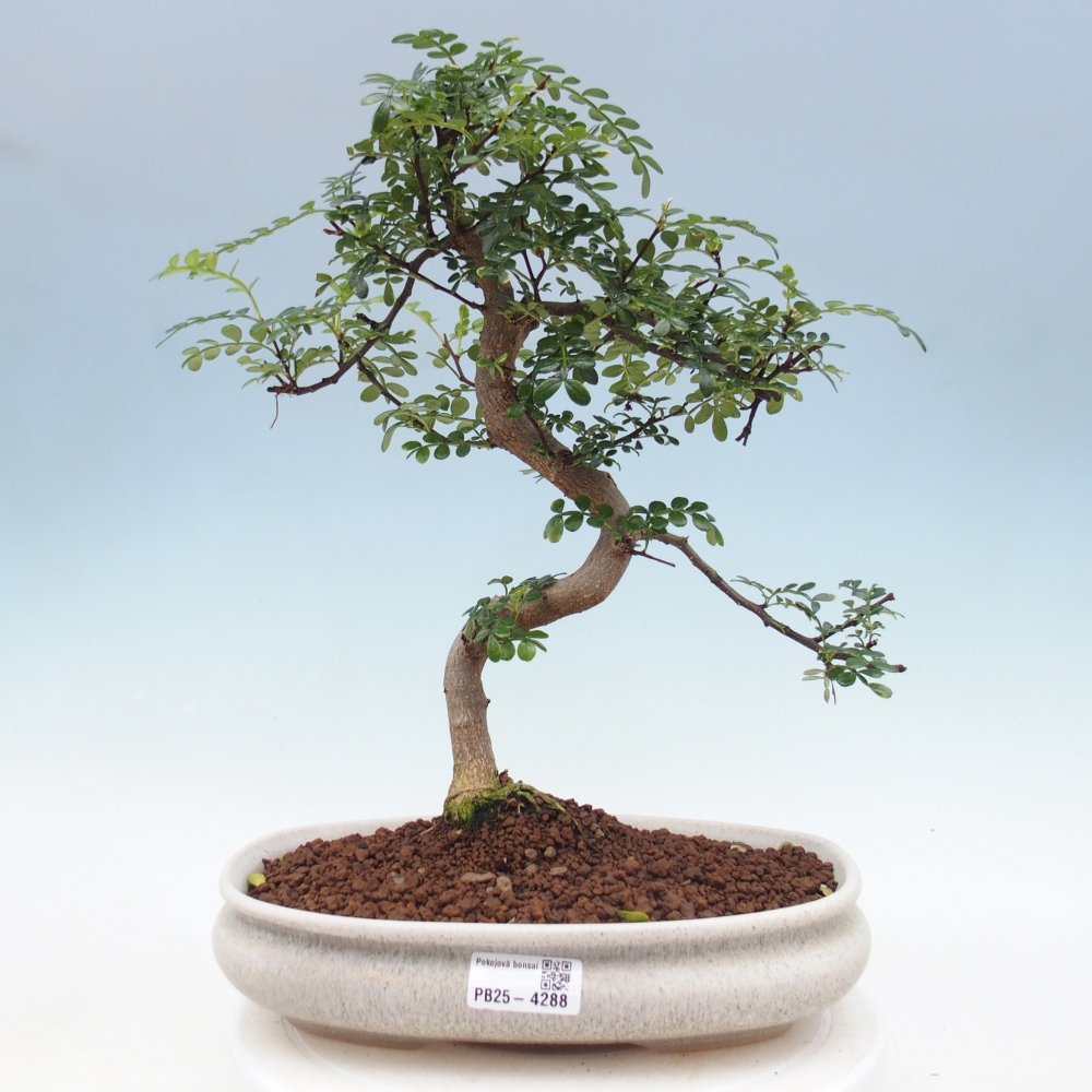 Room bonsai - Zantoxylum piperitum - pepper tree