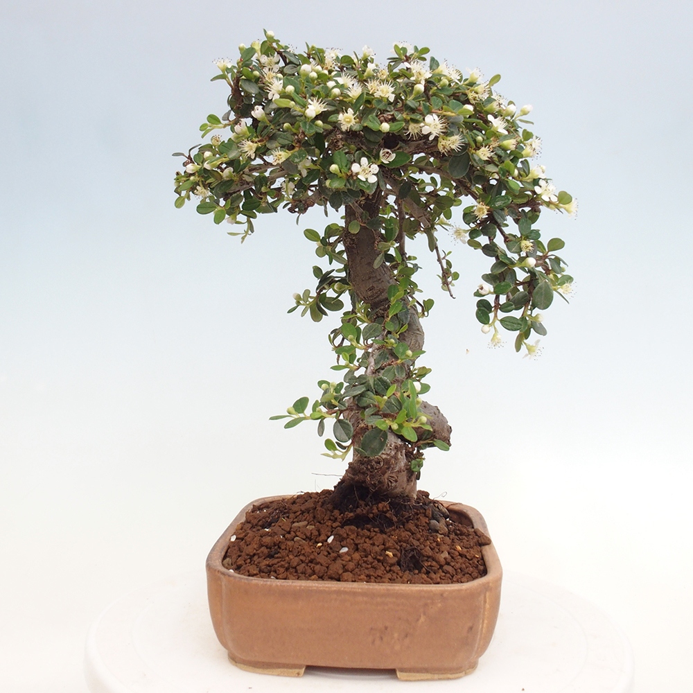 Outdoor bonsai-Cotoneaster dammeri - Rock Damer